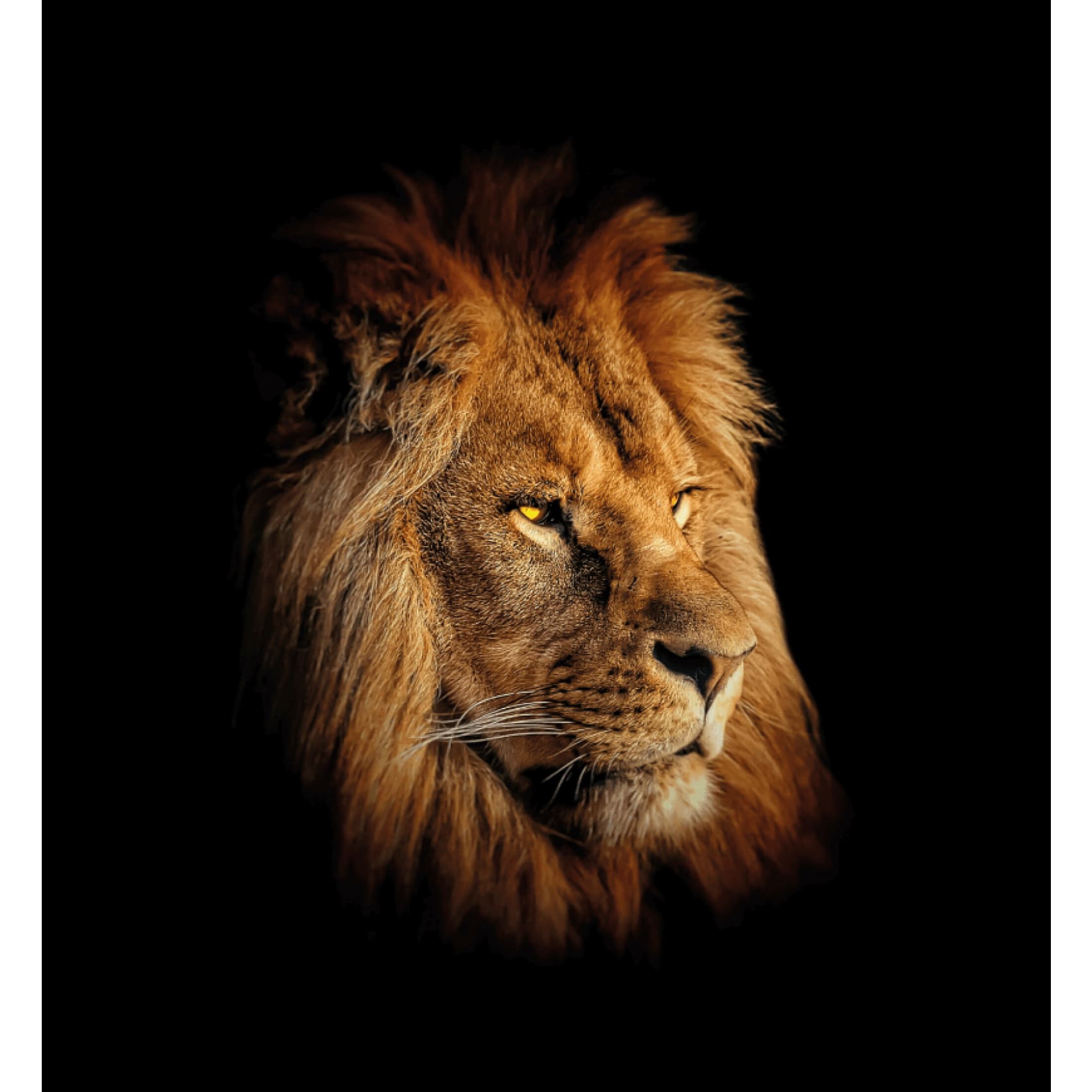 Vibrant Cuadro Congo artwork showcasing bold colors and sharp details on a premium canvas, perfect for stylish home decor.