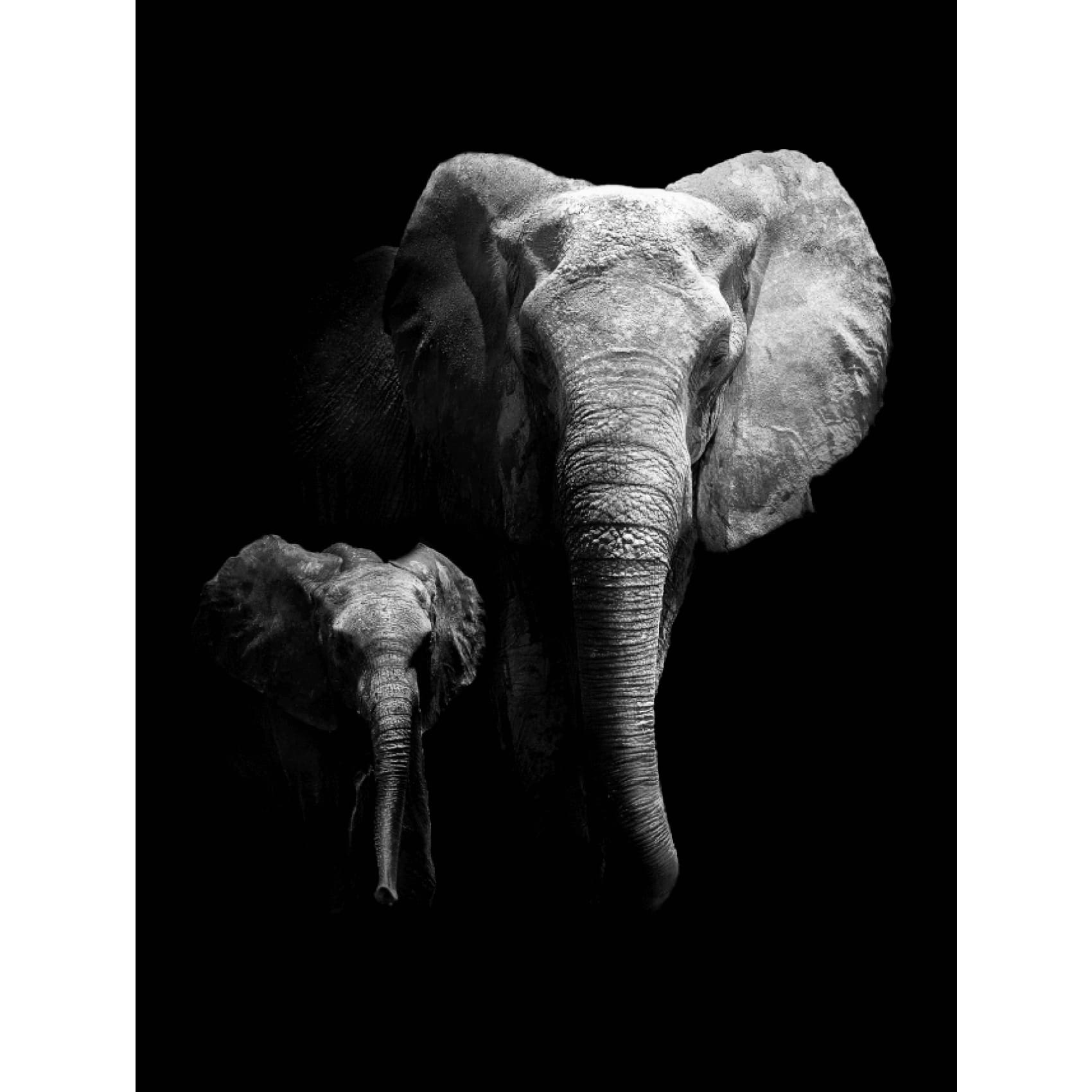 Vibrant Cuadro Kenia Duo artwork featuring sharp details and bold colors, perfect for stylish home decor on premium canvas.