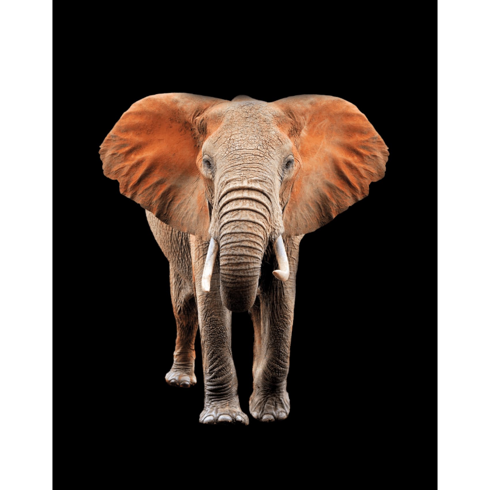 cuadro decorativo, decoración, sala, estudio, habitación, animal, elefante