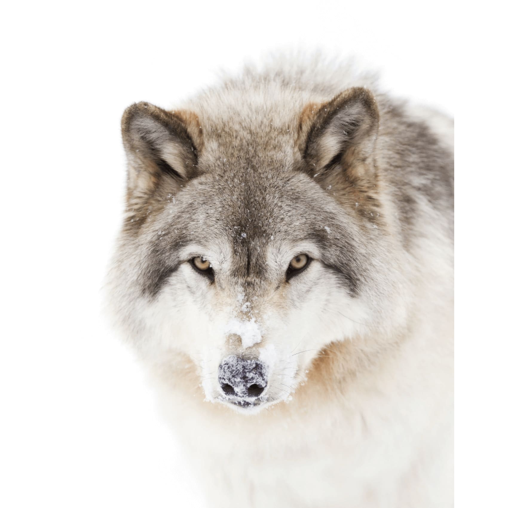 cuadro decorativo, decoración, sala, estudio, habitación, animal, lobo