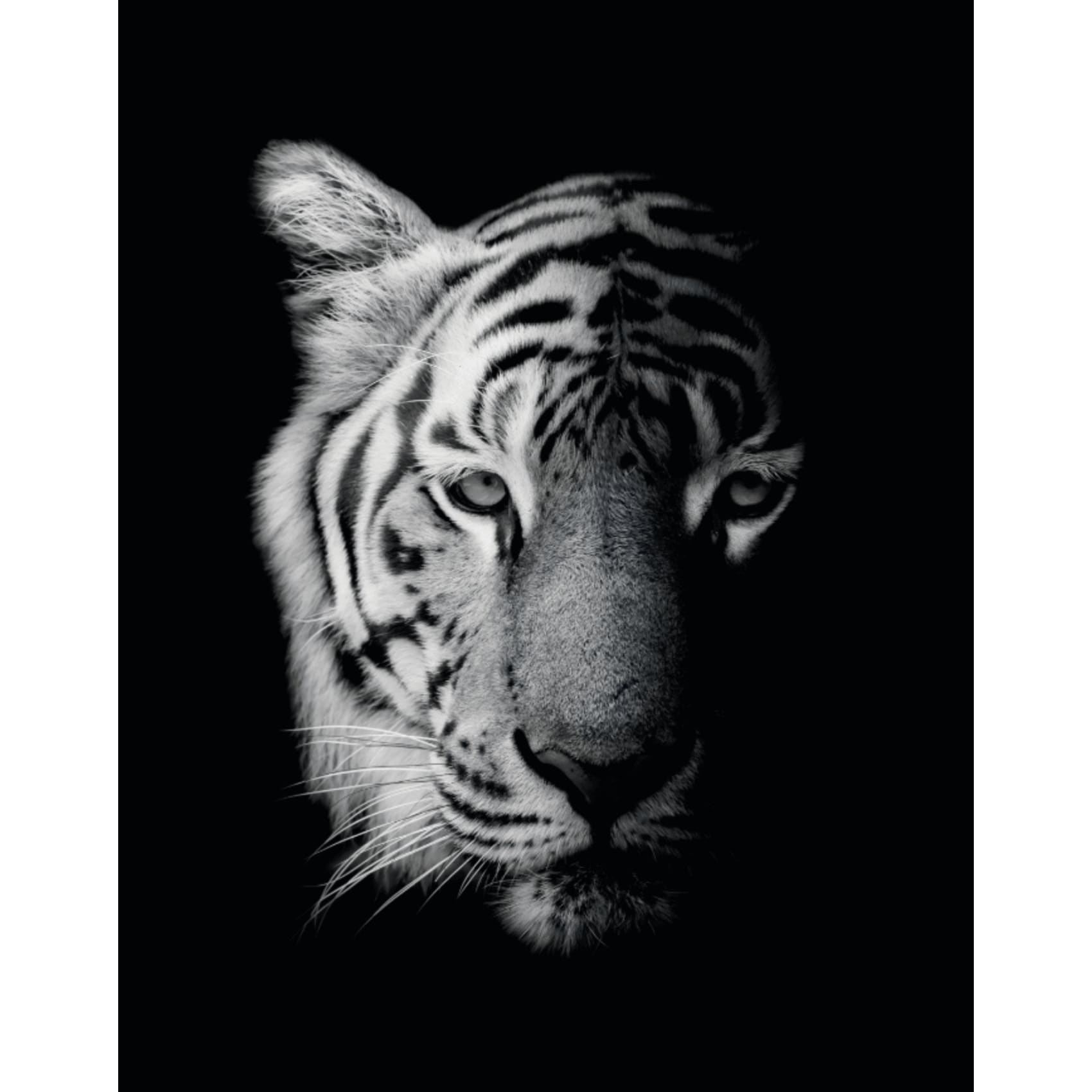 Stunning Cuadro Siberiano wall art featuring vibrant colors and sharp details on premium canvas, perfect for elegant home decor.