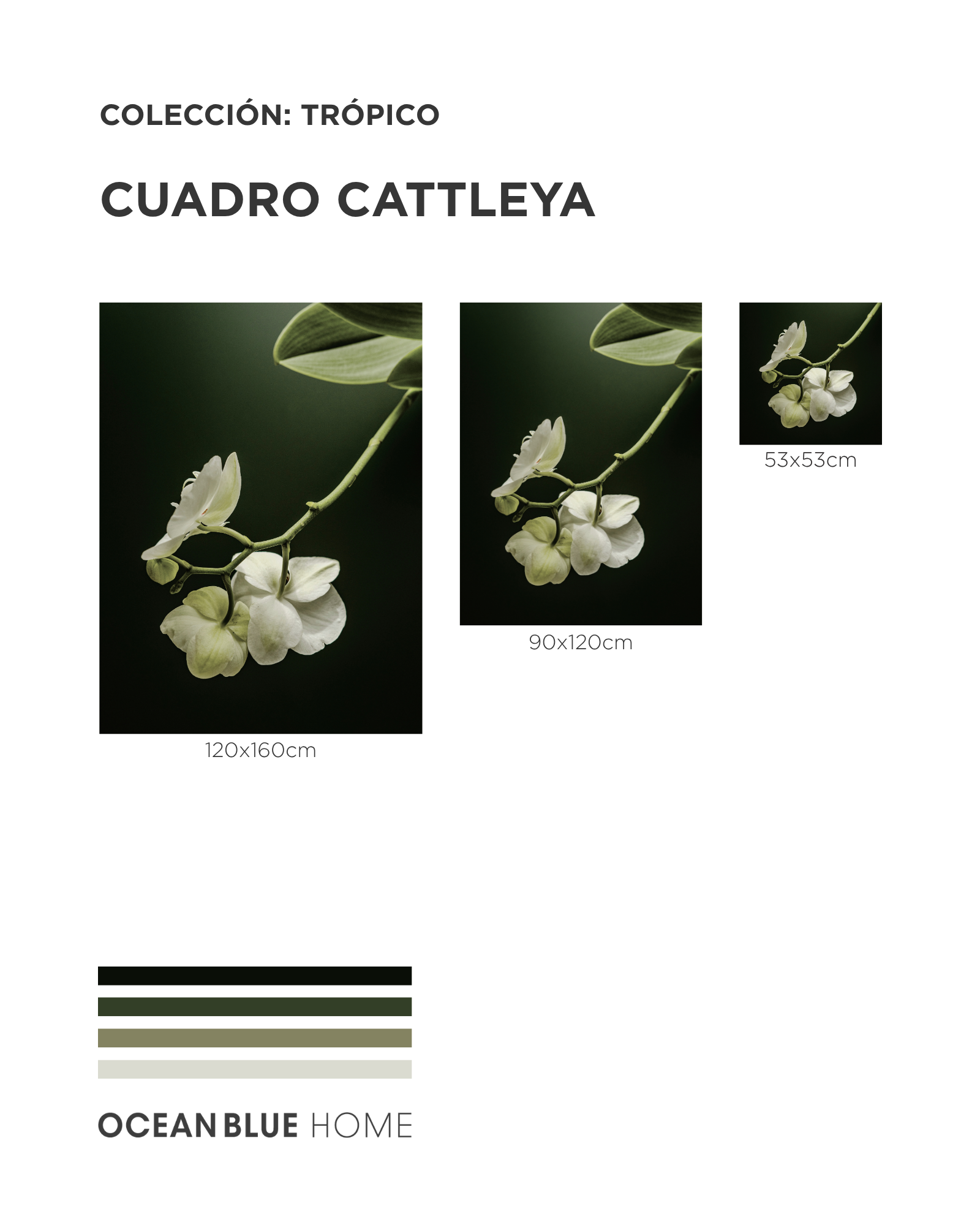 Cuadro Cattleya