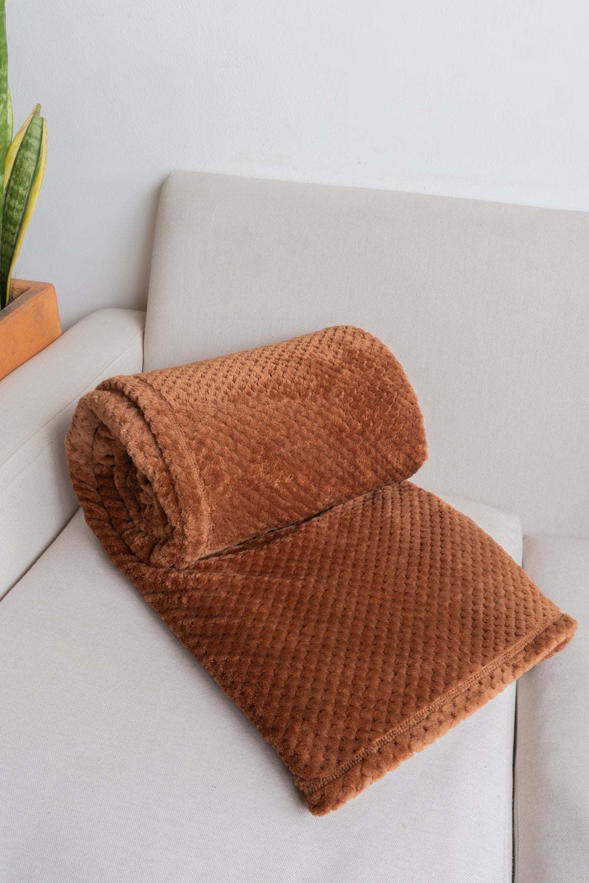 Cobija Baldi Cocoa