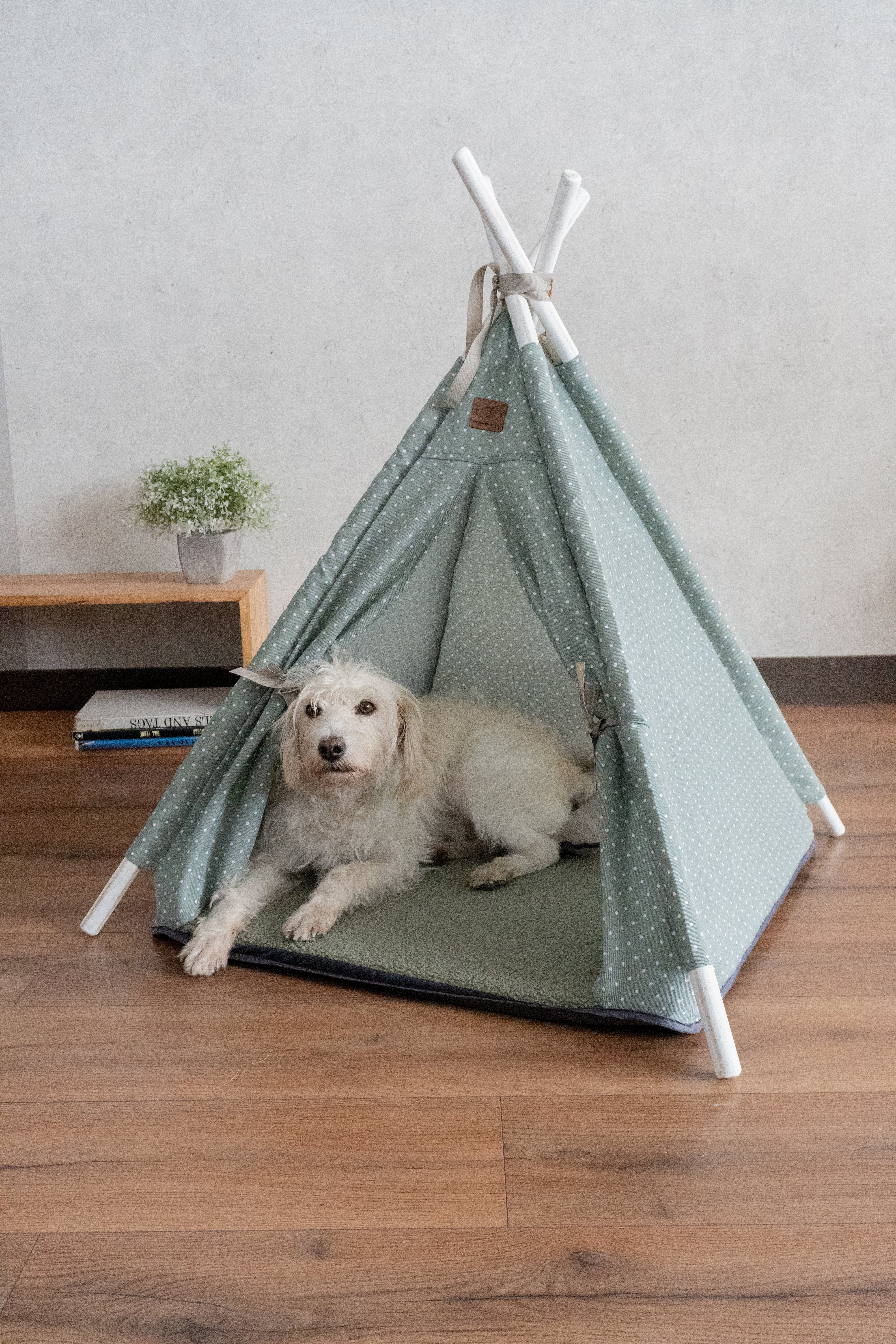 Teepe Pets Lorenzo Oliva