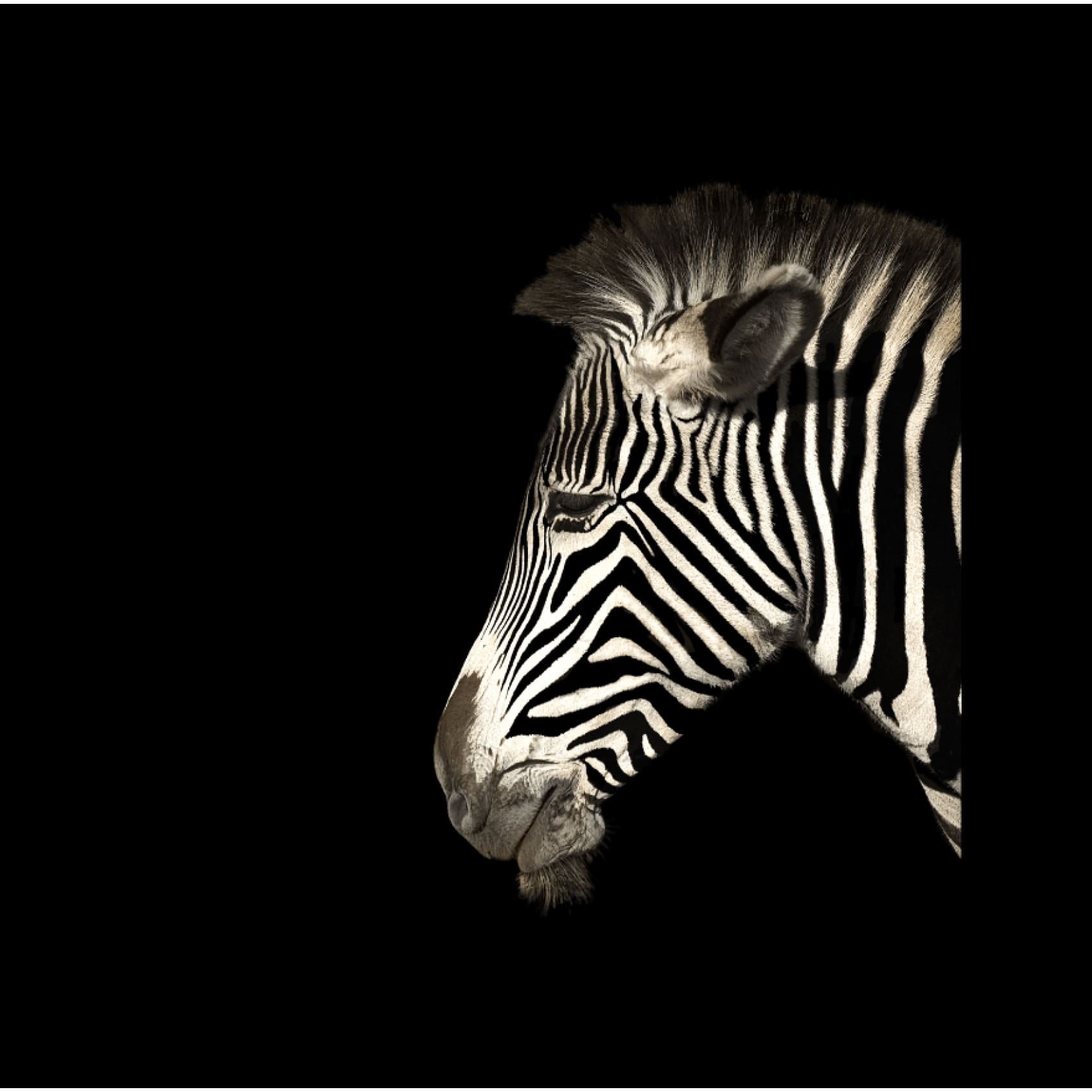 Stunning Cuadro Cebra wall art featuring a bold zebra design with vibrant colors and sharp details on premium canvas.