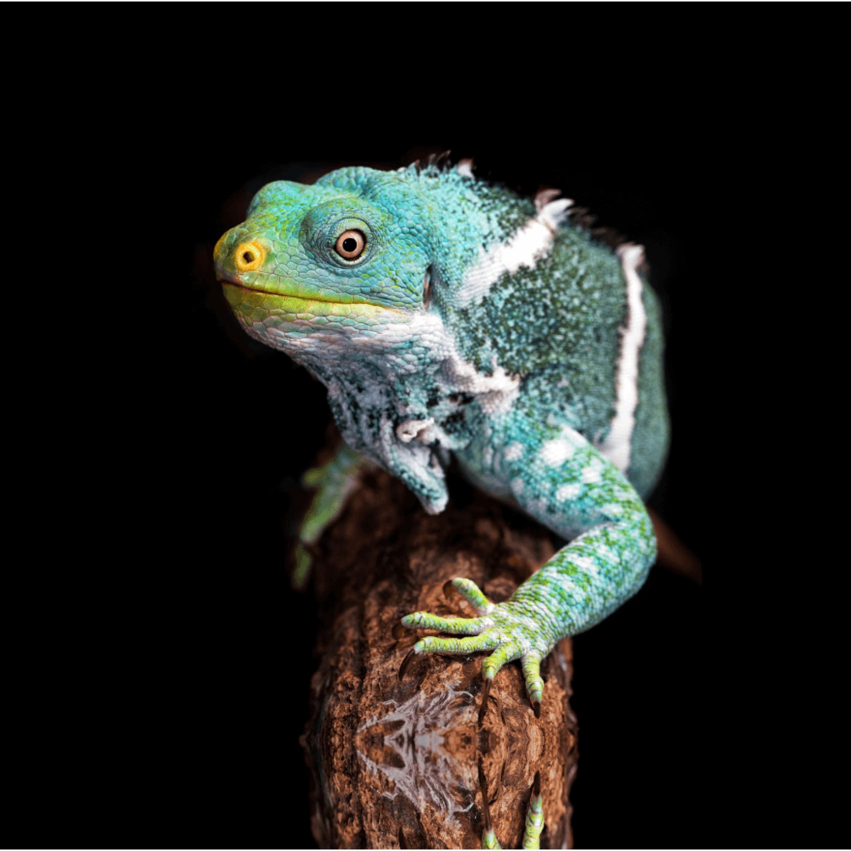cuadro decorativo, decoración, sala, estudio, habitación, animal, iguana