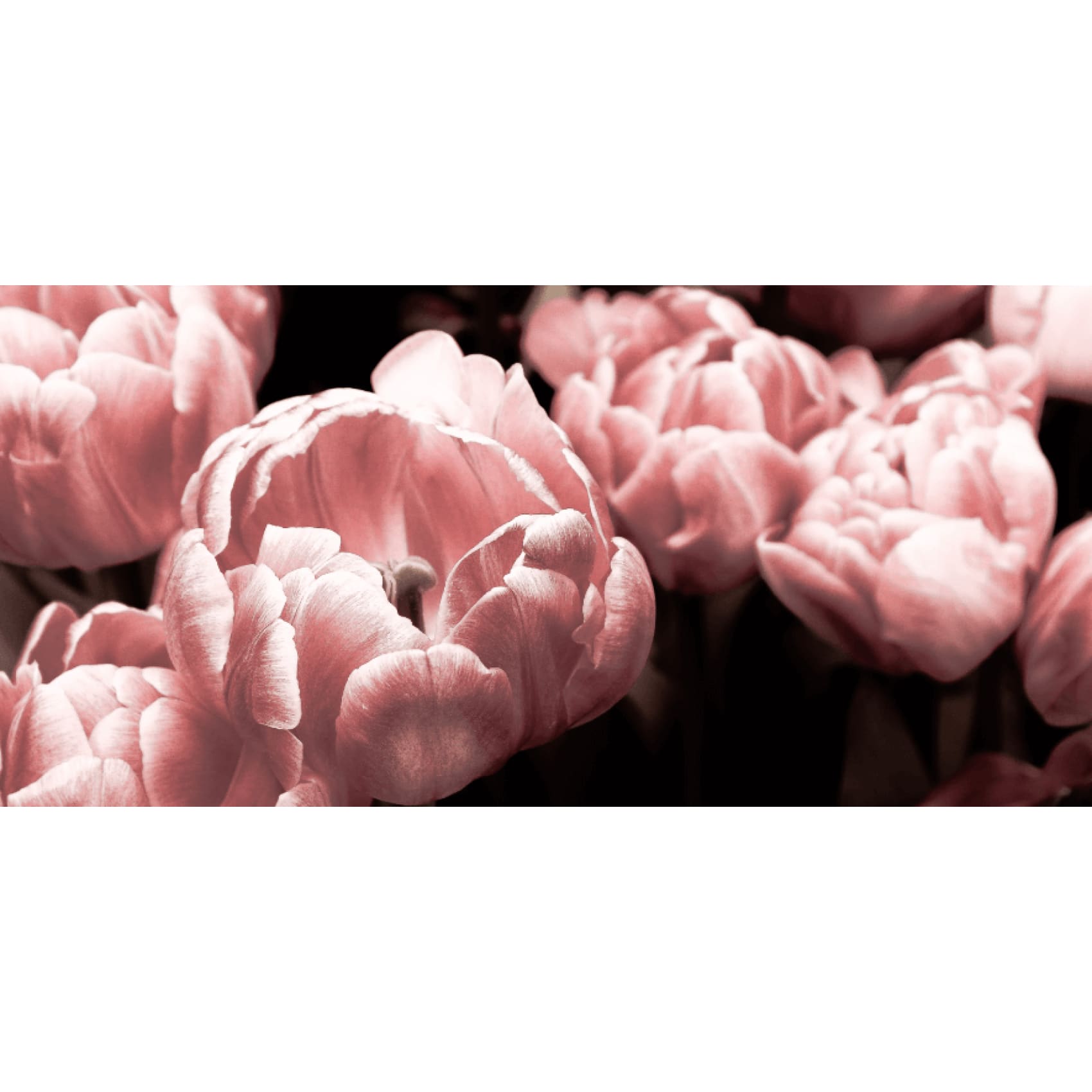 Stunning Cuadro Peonia wall art showcasing vibrant peony flowers in crisp, high-quality digital print on premium canvas.
