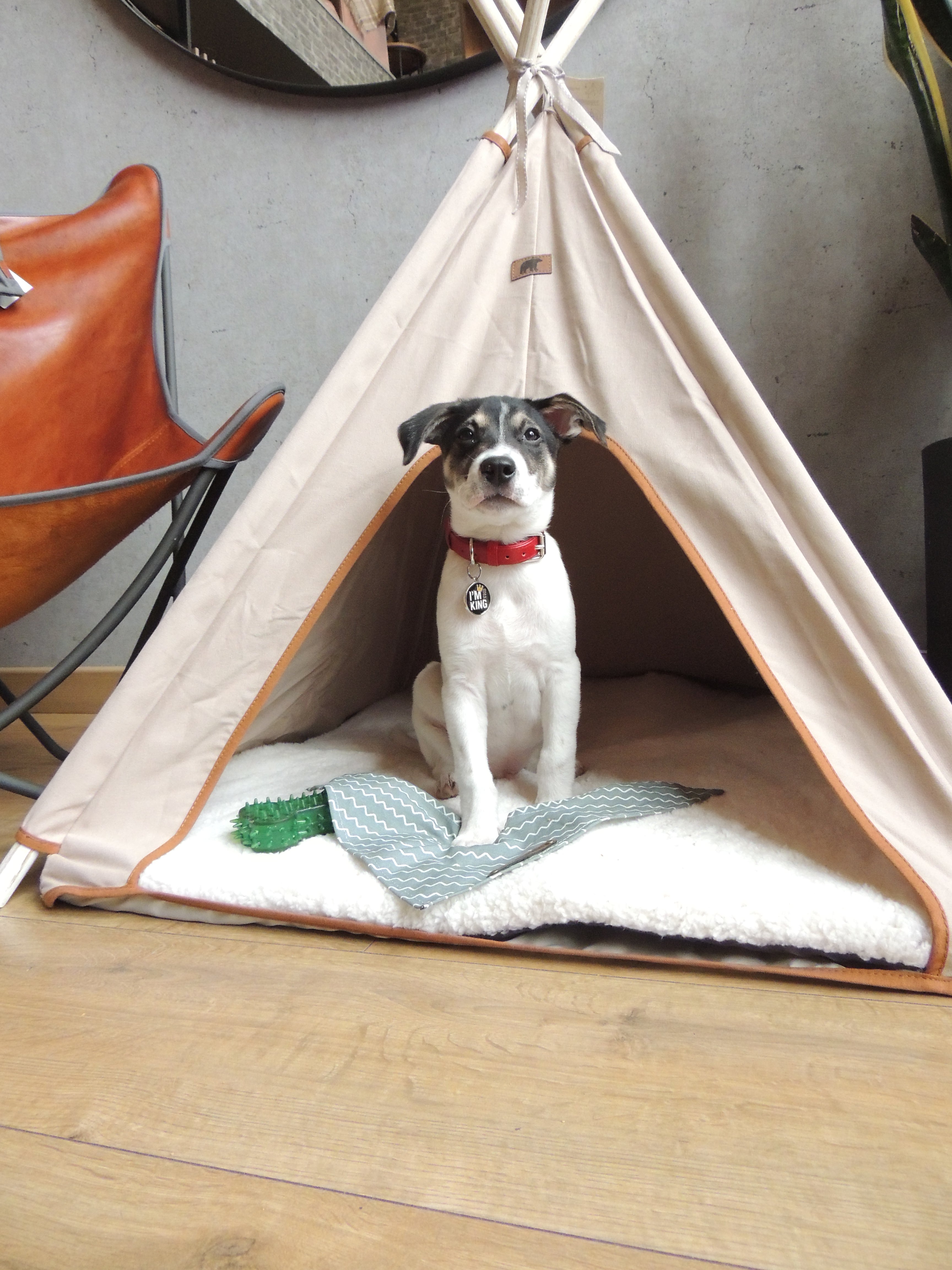 Cozy beige Teepe Pets Bongo tent for pets, crafted from durable canvas with wooden supports and a soft, removable mat.